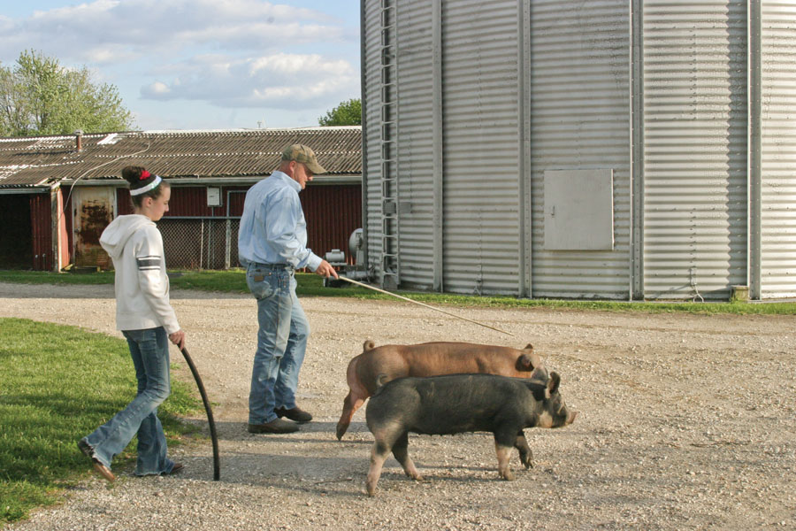 Alexis and her dad, Chris Bergschneider take their show pigs out for a walk.