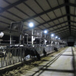The T-Bar M Dairy Ranch, outside of Durant, Okla., normally uses 250-W metal halide lights in its barns. CRN exchanged those bulbs in 10 fixtures with 120-W LEDs. After six months, the dairy had cut energy use by 55 percent and boosted brightness by 30 percent. Source: Cooperative Research Network