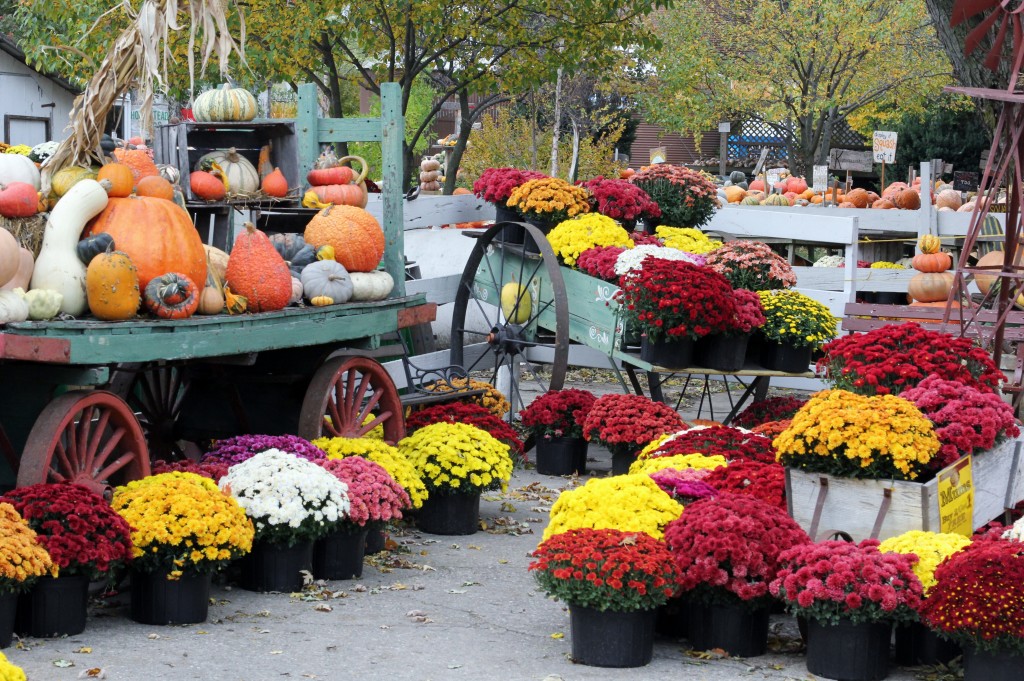 Great Pumpkin Patch 004