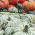 Great-Pumpkin-Patch-011