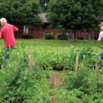 Volunteers work in the Farm Service garden in Springfield.