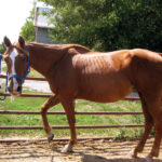 Ginger was very underweight and pregnant when rescued.