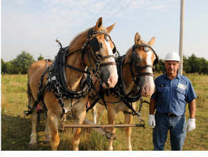 Gascosage Electric Construction Foreman Bill Medlen used his team of Belgian draft horses to string fiber-optic line in a throwback to the early days of rural electrification.