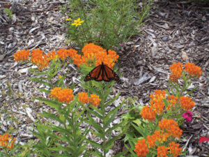 Monarch on Butterfly weed