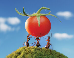 ant red harvest