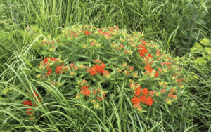 butterfly milkweed plant with orange blossoms in spring, Kansas