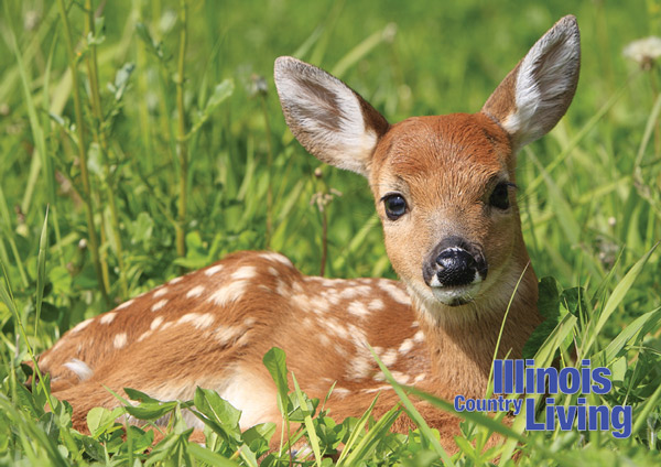 White Tail Fawn lying in grass