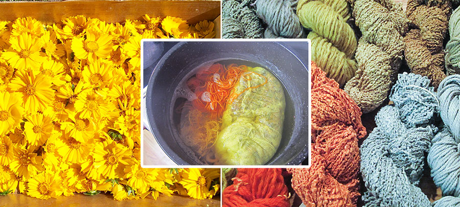 Yellow flowers used as dye for yarn