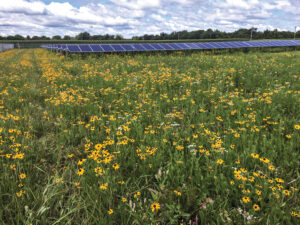 Pollinator-Garden-Downsville-Solar
