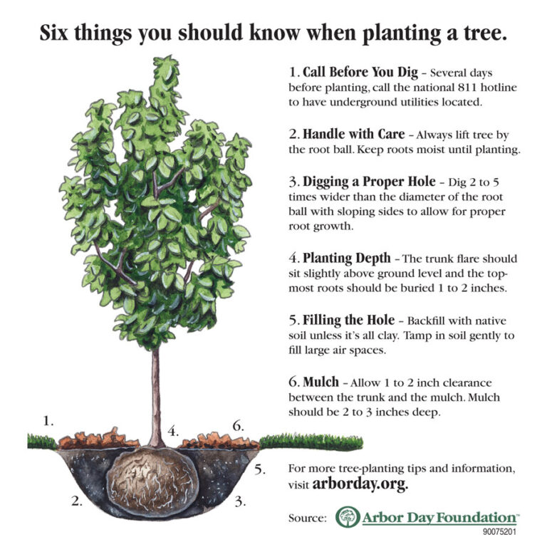 Plant more trees for a greener future – Illinois Country Living Magazine