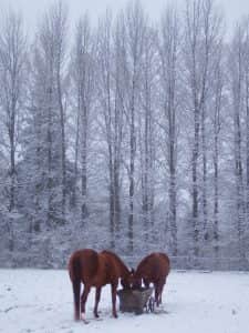 Horses eating in front of snowy tree line.