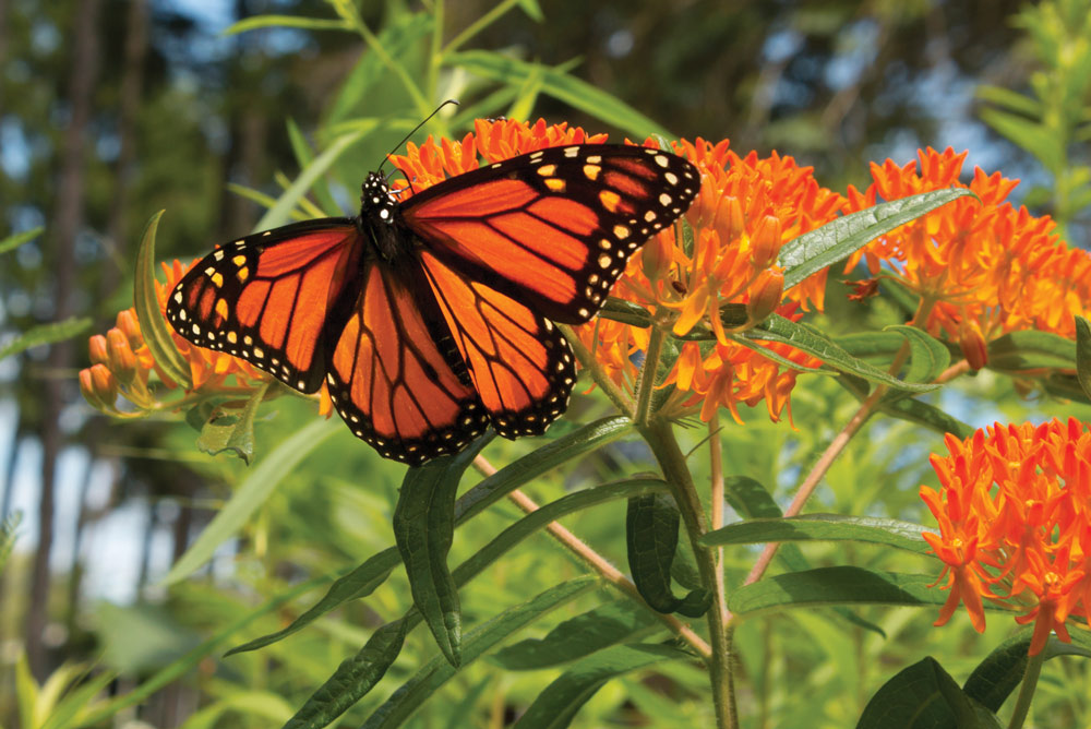 Monarch butterfly on orange butterfly weed