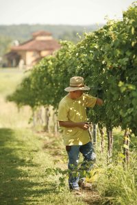 Harvesting-Chardonnay-Grapes2