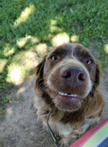 A brown dog grins up at the camera. It's nose looks huge from this perspective