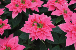Bright pink poinsettias