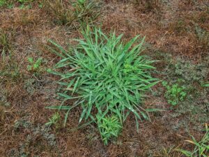 A big patch of green crabgrass