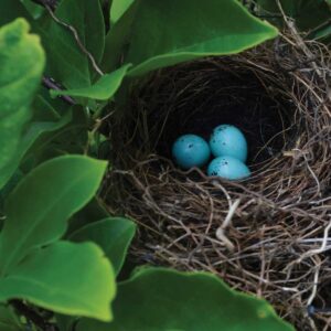 Half hidden by green leaves is a bird nest with three tiny blue eggs