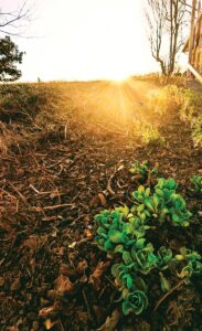 The sun peeks over the horizon while in the foreground hen and chicks plants are revealed from brown fallen leaves