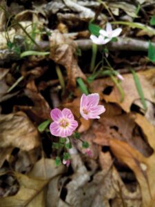Two tiny pink flowers peek out from brown leaves