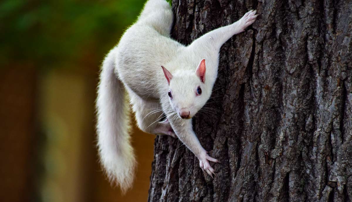 A white squirrel stares at the camera from the side of a tree.