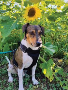 A brown and white terrier sits calmly below a sunflower