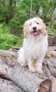 A cream and white dog sits smiling atop a log