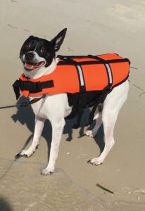 An insanely happy black and white dog sports an orange life jacket