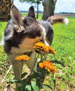 A huskey puppy nuzzles orange flowers