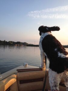 A curley-haired black and white dog stand at the bow of a ship, looking out across a lake