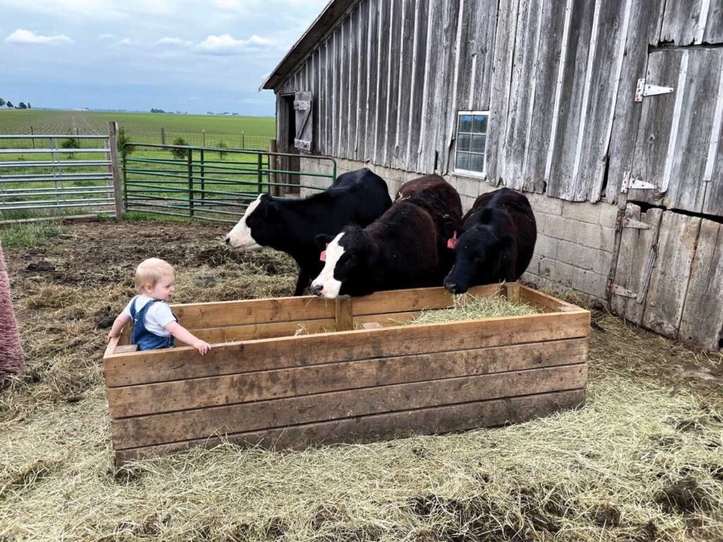 A toddler stands in a feed box while black and white cows stare at him