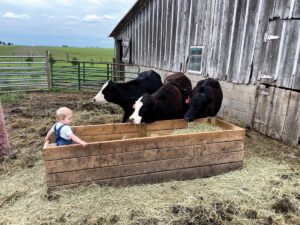 A toddler stands in a feed box while black and white cows stare at him