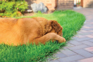 The dog lies on a green lawn and covers its muzzle with a paw