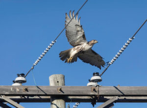A hawk soars above power lines