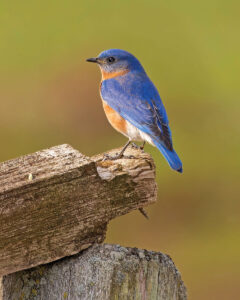 A bluebird perched on wood.