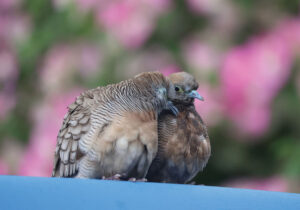 Two grey doves cuddle together