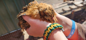 A fancy brown chicken sleeps while being held in someone's hands.