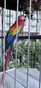 A macaw parrot with brilliant red, yellow and blue feathers is perched inside a cage.