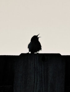 In silhouette, a bird sings from where its perched on a fence