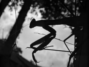a dark silhouette of a praying mantis