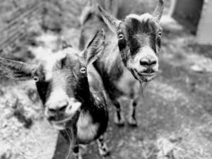 Black and white photo of two goats staring up at the camera