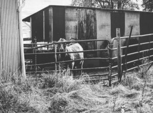 A cow stares through a metal gate. Behind it is an old shed.