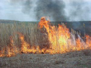 Controlled burn of vegetation