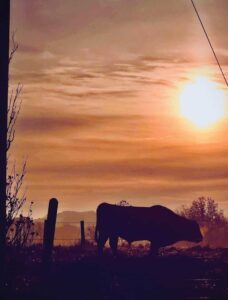 Silhouette of a cow with the sun low in the sky