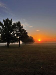 A pasture with a few trees during a foggy sunrise