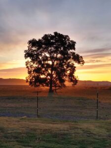 Silhouette of a tree in a pasture backlit by a sunrise