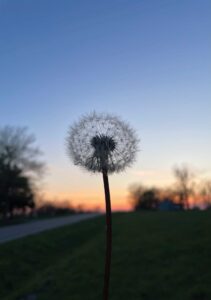 Silhouette of a dandelion gone to seed