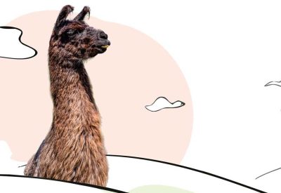 0826-llama-feat