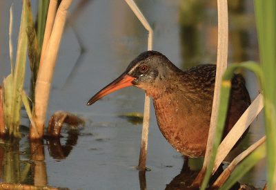 A Virginia Rail sneaks about in the underbrush. Emiquon is rich in bird life and attracts birdwatchers from all over the state. Migration periods offer the greatest possibility of a number of different species.