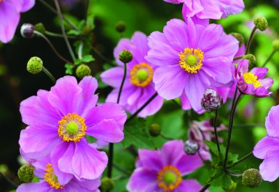 Anemone japonica