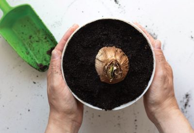 Top view of woman hands holding pot with planted bulb of Amaryllis or hippeastrum in pot on white background